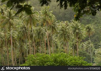 A tropical forest, Moorea, Tahiti, French Polynesia, South Pacific