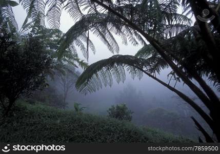 a tropical Forest up the hills of the city Copan in Honduras in Central America,