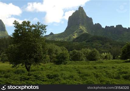 A tropical rain forest, Moorea, Tahiti, French Polynesia, South Pacific