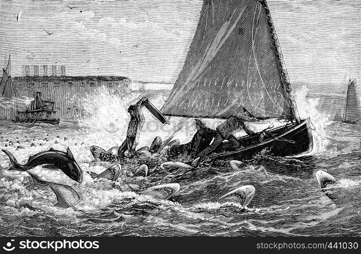 A true story of sharks. Our three browsers counted fourteen sharks, vintage engraved illustration. Journal des Voyage, Travel Journal, (1880-81).