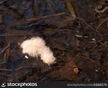 a tuft of white hairy feather resting on the top surface of a river with rippes and twigs and leaves under the water in day light of spring
