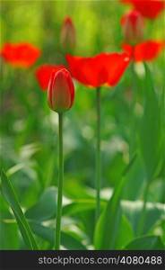 A tulip bud in the blurry background bokeh of blooming red tulips