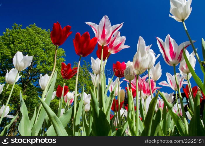 a tulip in keukenhof park in Holland