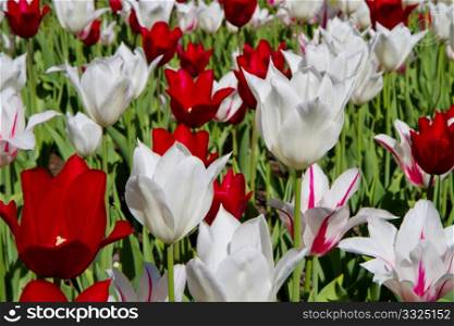 a tulip in keukenhof park in Holland