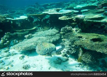 A turtle sitting at corals under water surface