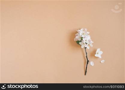A twig of an apple tree with white flowers on a beige background. Spring and greeting card concept. Flat lay, top view, copy space