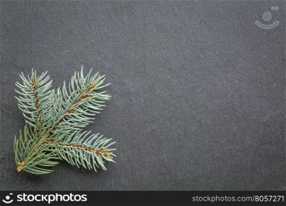 a twig of Colorado blue spruce on gray slate stone