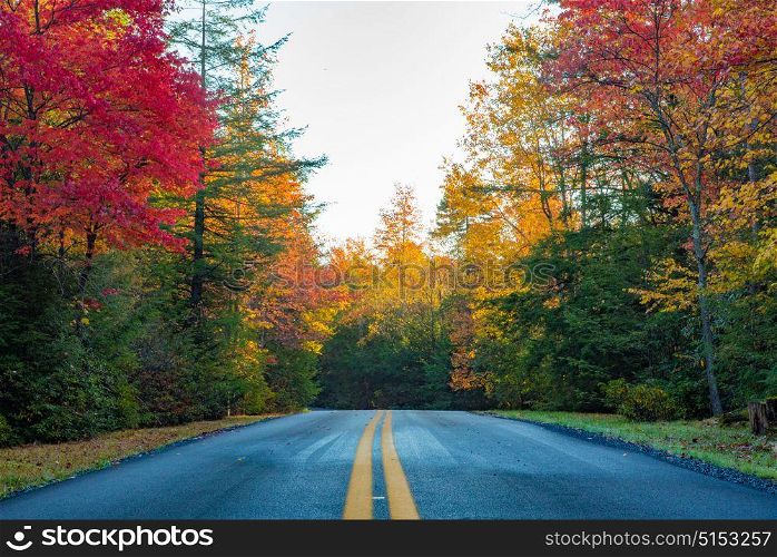 A two lane road through Blackwater Falls State Park during autumn