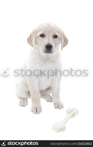 A two month old Golden Retiever puppy with bone. Shot on white background.