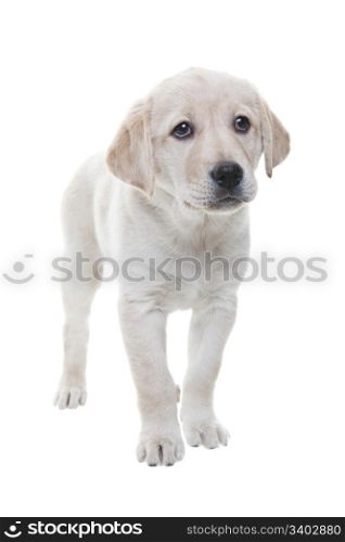 A two month old Labrador Retiever puppy stands and stares wistfully. Shot on white background.