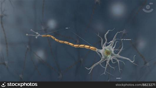 A typical neuron consists of a cell body, dendrites, and a single axon 3d illustration. A typical neuron consists of a cell body, dendrites, and a single axon.