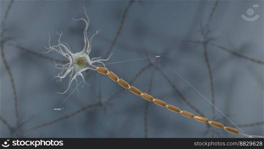 A typical neuron consists of a cell body, dendrites, and a single axon 3d illustration. A typical neuron consists of a cell body, dendrites, and a single axon.