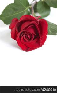 A valentine rose for your sweetheart