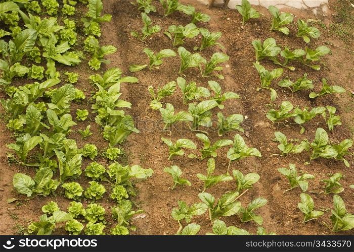 A vareity of vegetables growing in a small garden plot in China. The plants are neatly arranged in rows.