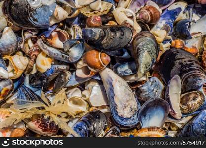 A variety of broken and whole sea shells, of many different shapes, sizes and colours, all washed out by the sea, and lying between the rocks, still wet from the tide washing over them.