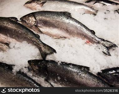 A variety of fresh salmon at a fish market is neatly displayed on a bed of chipped ice.