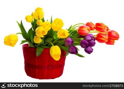 A variety of freshly cut tulips in a bright, red basket. Shot on white background.