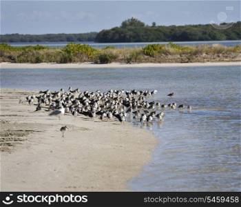 A Variety Of Seabirds On The Seashore