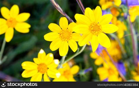 A variety of wildflowers give a short but colorful display each and every summer