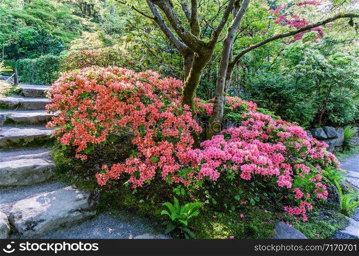 A veiw of blooming Azalea blossoms and rock steps at a Seattle garden.
