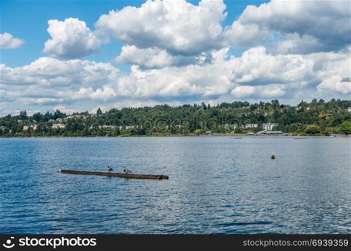 A veiw of the shoeline on Lake Washington in Renton. Homes and Coulon Park are in the scene.