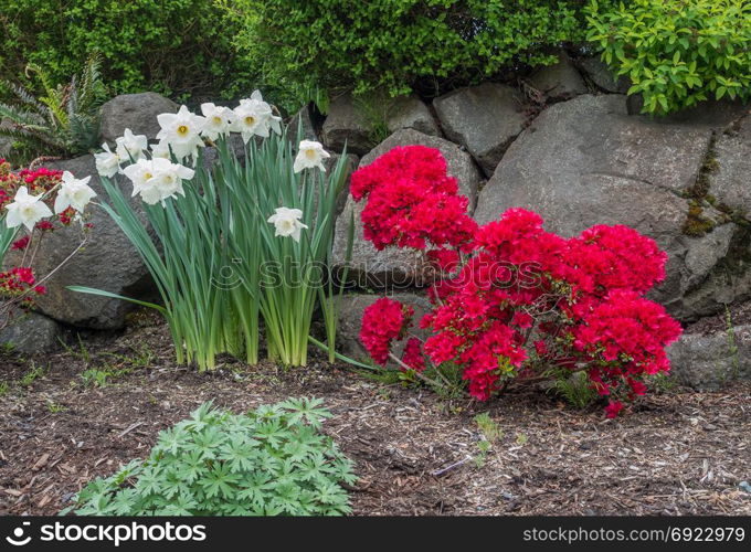 A veiw of white Daffodils and red Azaleas in front of a rock wall.