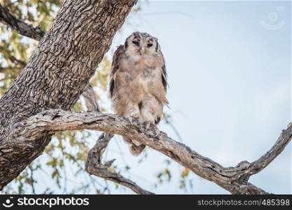 A Verreaux's eagle owl sitting on a branch in the Kruger National Park, South Africa.