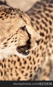 A vertical close up portrait of a cheetah looking to it&rsquo;s left.