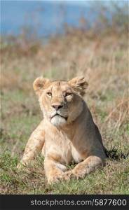 A vertical digital image of a lioness, lying down in the short grass of the Ngorongoro Crater in Tanzania, while looking straight at the viewer with an intense stair.