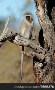 A vervet monkey (Cercopithecus aethiops) sitting in a tree, South Africa
