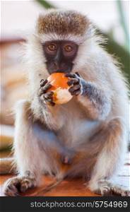 A vervet monkey is eating an orange which he stole from tourists.