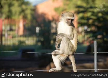 A Vervet Monkey sits on a fence while looking down