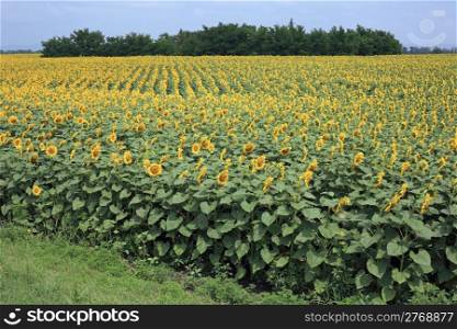 A very large field with blooming sunflowers