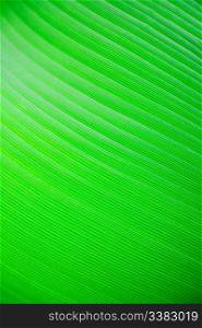 A very large tropical leaf texture background