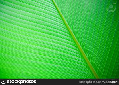 A very large tropical leaf texture background