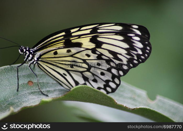 A very nice colorful butterfly. Ein sehr sch?ner bunter Schmetterling