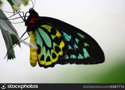 A very nice colorful butterfly. Ein sehr sch?ner bunter Schmetterling