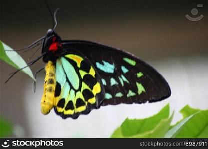 A very nice colorful butterfly. Ein sehr sch?ner bunter Schmetterling