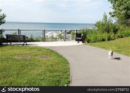 A very small park with two benches on the lake Ontario, with a dog running to the photographer, in beautiful sunshine.
