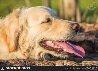 A very tired golden retriever rests at the water thorough with her eyes closed, mouth open and tongue out as she tries to get her breath.