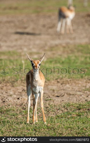 A very young Thomson Gazelle stand on short green grass while looking directly towards the camera.