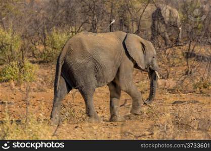 A very yount elephant wandering in the grasslands of South Africa&rsquo;s Pilanesberg National Park