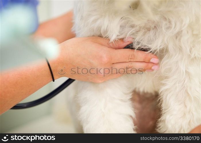 A vet measuring the heart rate on a dog