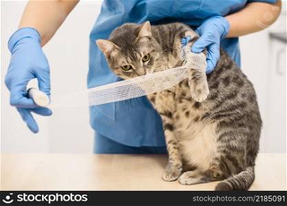 A veterinarian doctor bandaging the injured leg of a grey cat. Veterinarian doctor bandaging the injured leg of a cat