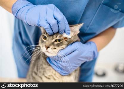 A veterinarian doctor is cleaning the skin of a grey cat. Veterinarian doctor is disinfecting the skin of a cat