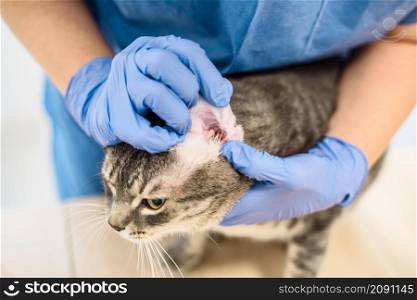 A veterinarian doctor is examining the ear infection of a grey cat. Veterinarian doctor is examining the ear of a cat