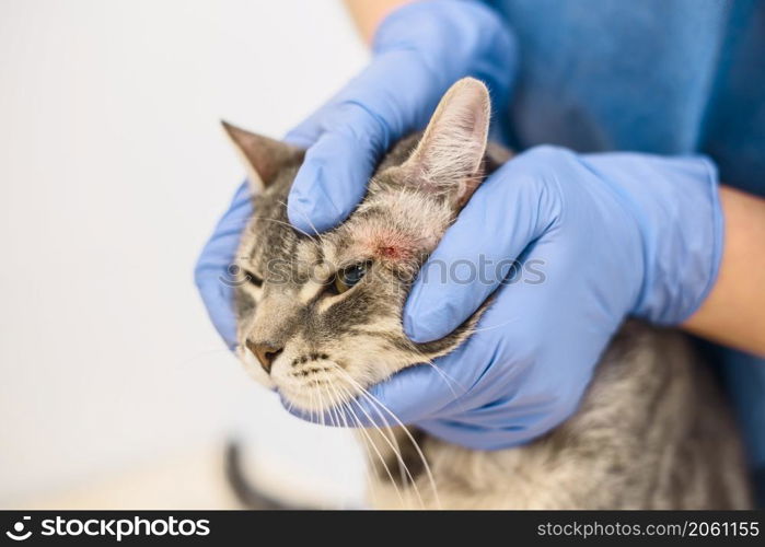 A veterinarian doctor is examining the skin disease of a grey cat. Veterinarian doctor is examining the skin disease of a cat