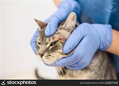 A veterinarian doctor is examining the skin disease of a grey cat. Veterinarian doctor is examining the skin disease of a cat
