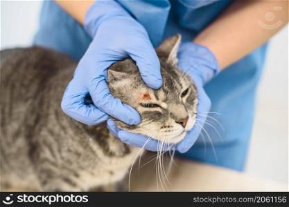 A veterinarian doctor is examining the skin disease of a grey cat. Veterinarian doctor is examining the skin disease of a cat