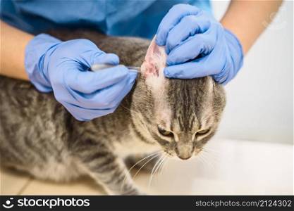 A veterinarian doctor uses ear drops to treat a grey cat. Veterinarian doctor uses ear drops to treat a cat